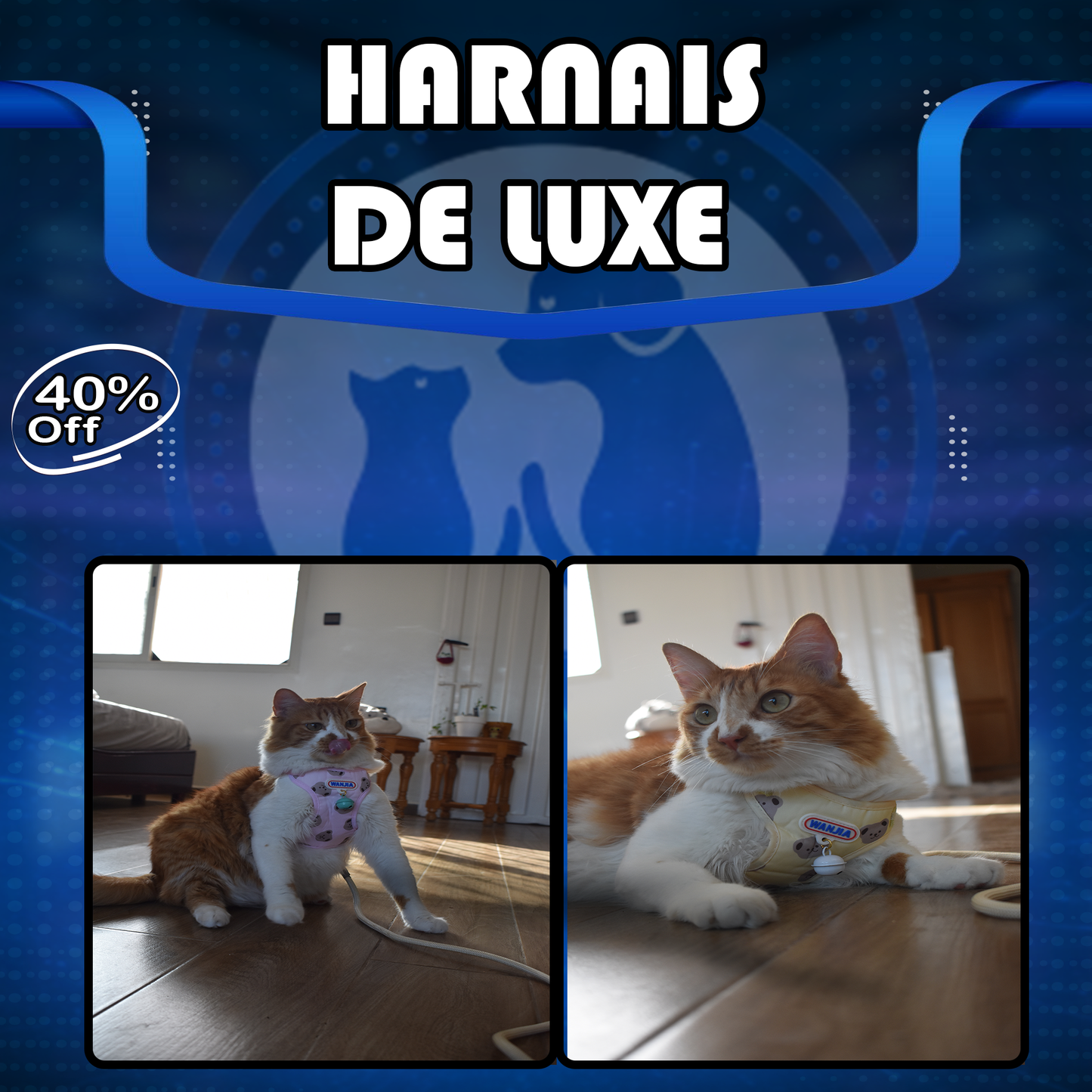 Pack Harnais+ Collier amusant
