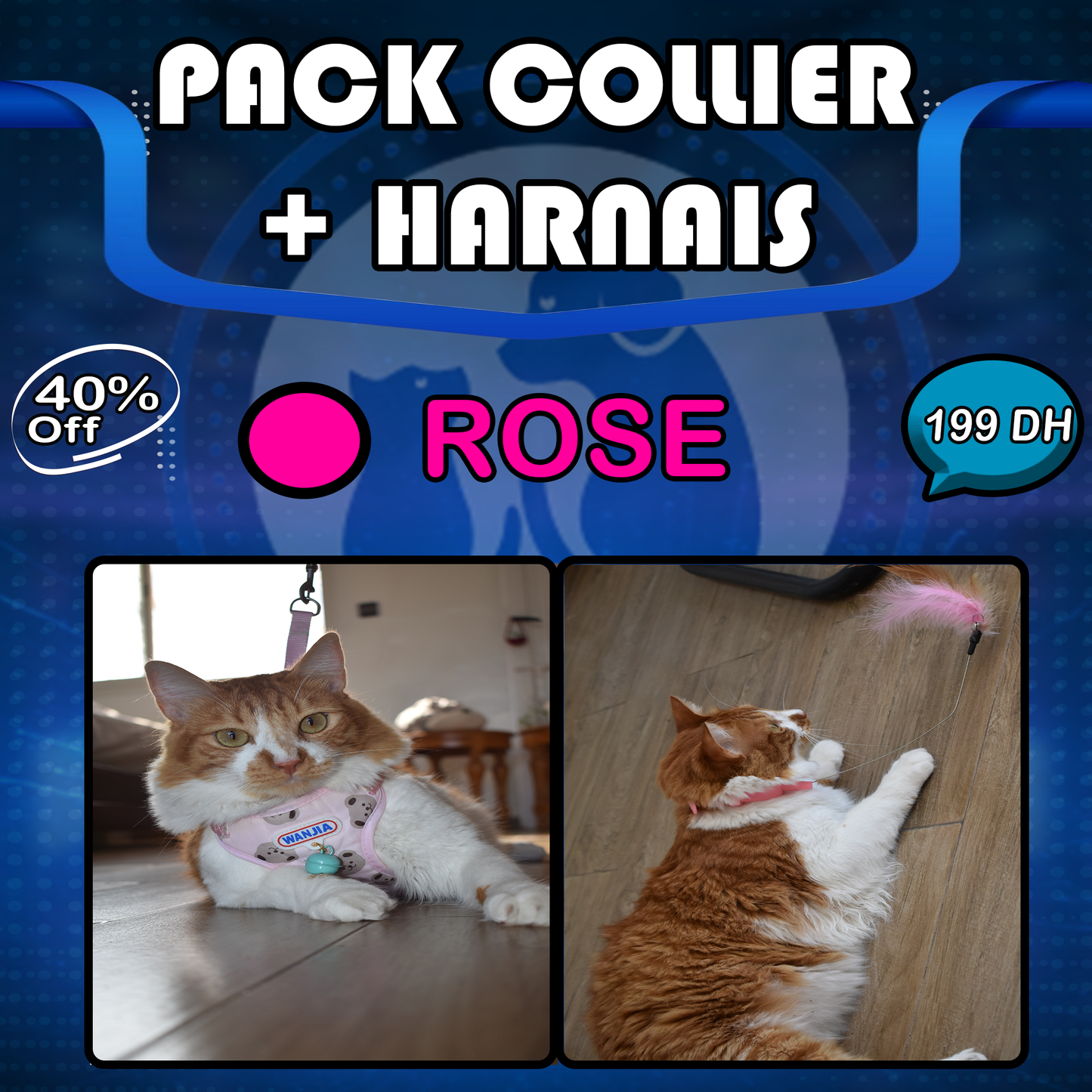 Pack Harnais+ Collier amusant