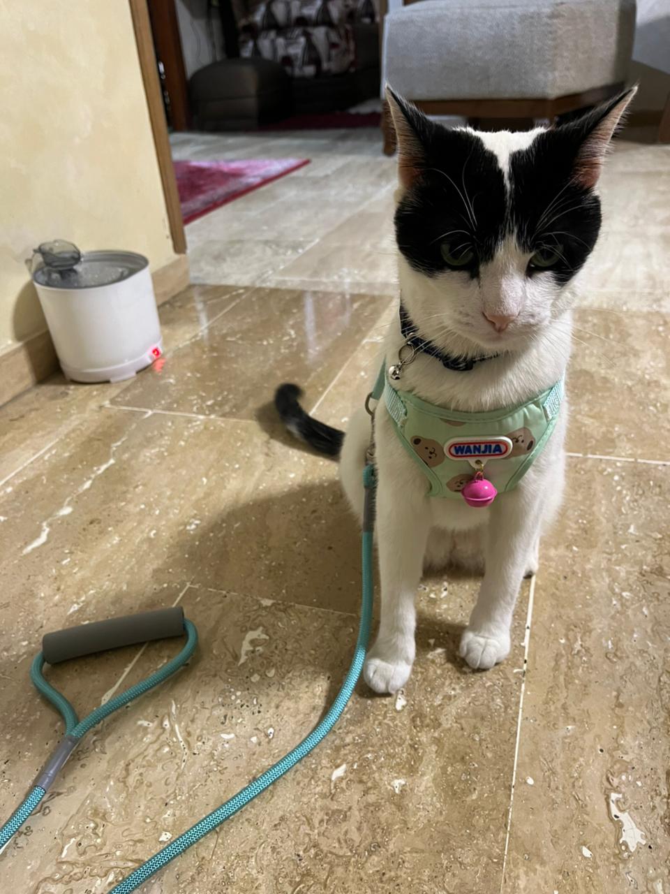 Harnais Confort & Sécurité pour Chat