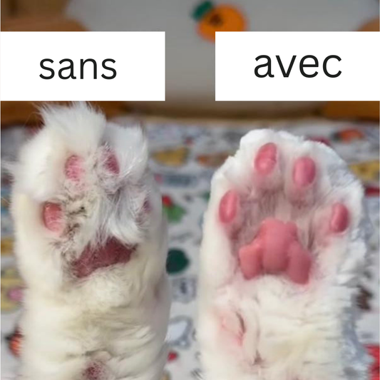 🐾 Tondeuse Professionnelle pour Animaux