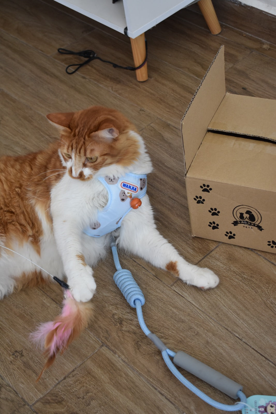 Harnais Confort & Sécurité pour Chat